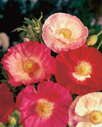 Picture of Papaver Rhoeas - Shirley Double Mixed